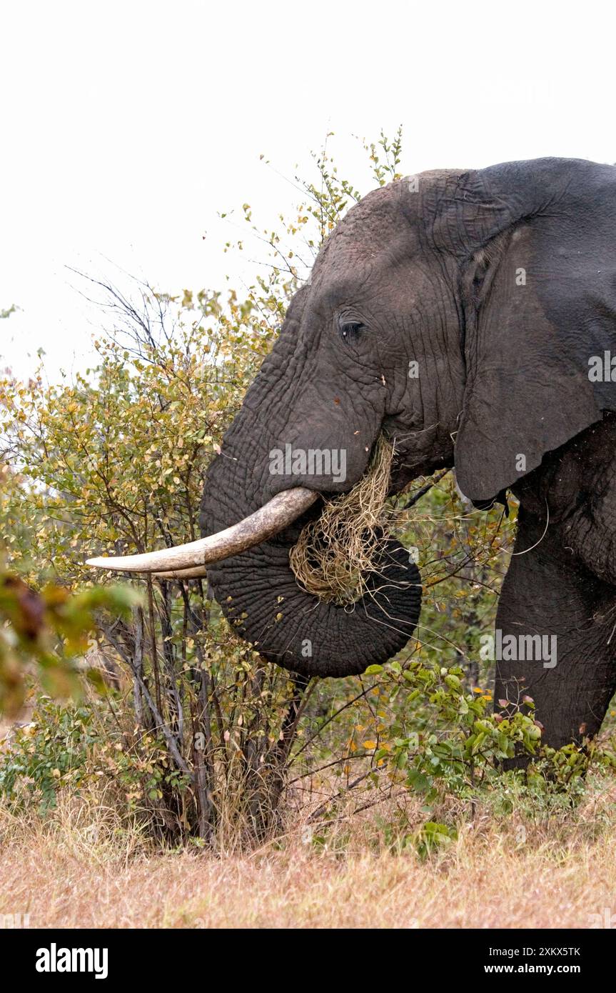 Éléphant d'Afrique avec de l'herbe dans la bouche. Banque D'Images
