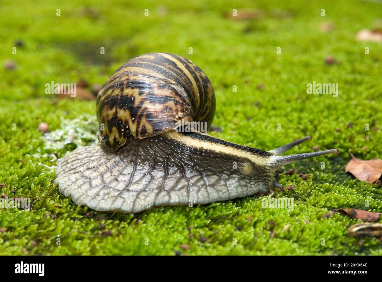 Terre africaine géante / Elégant escargot agate - un Banque D'Images