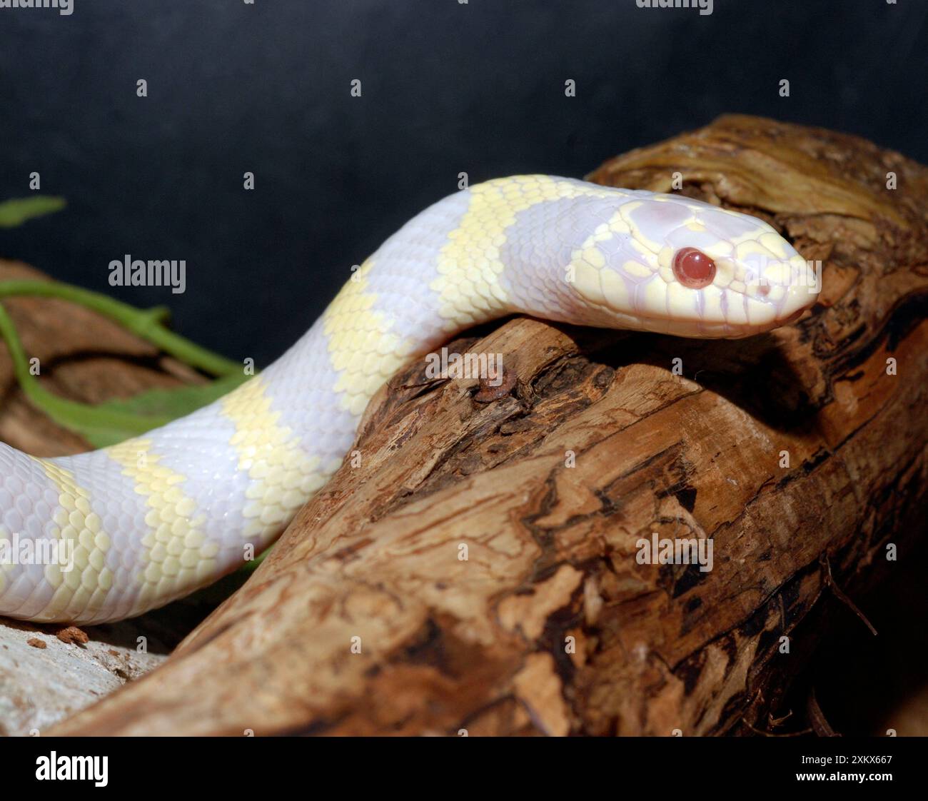 California King Snake - albinos Banque D'Images