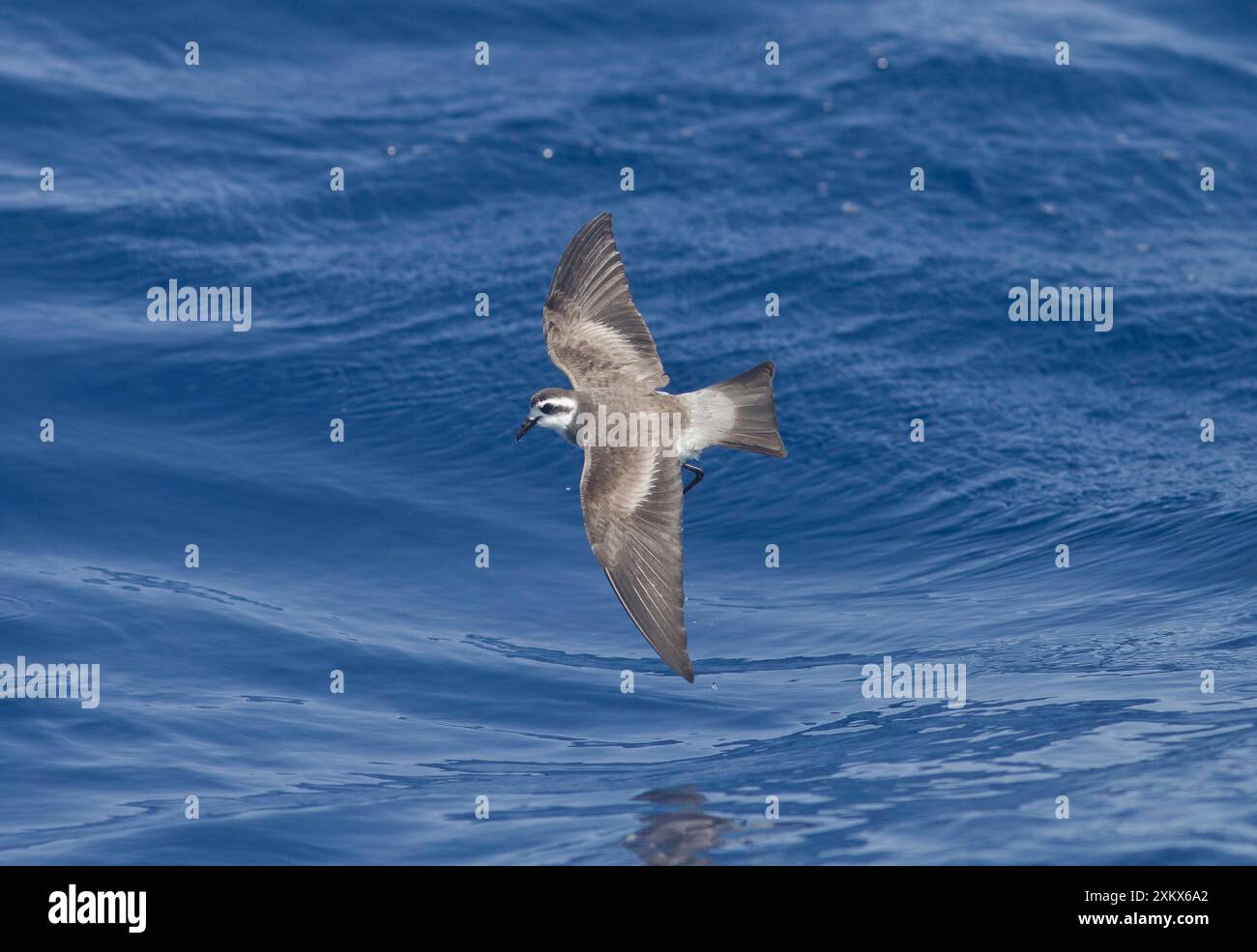 White-face Storm-Petrel - en vol au-dessus de la mer Banque D'Images