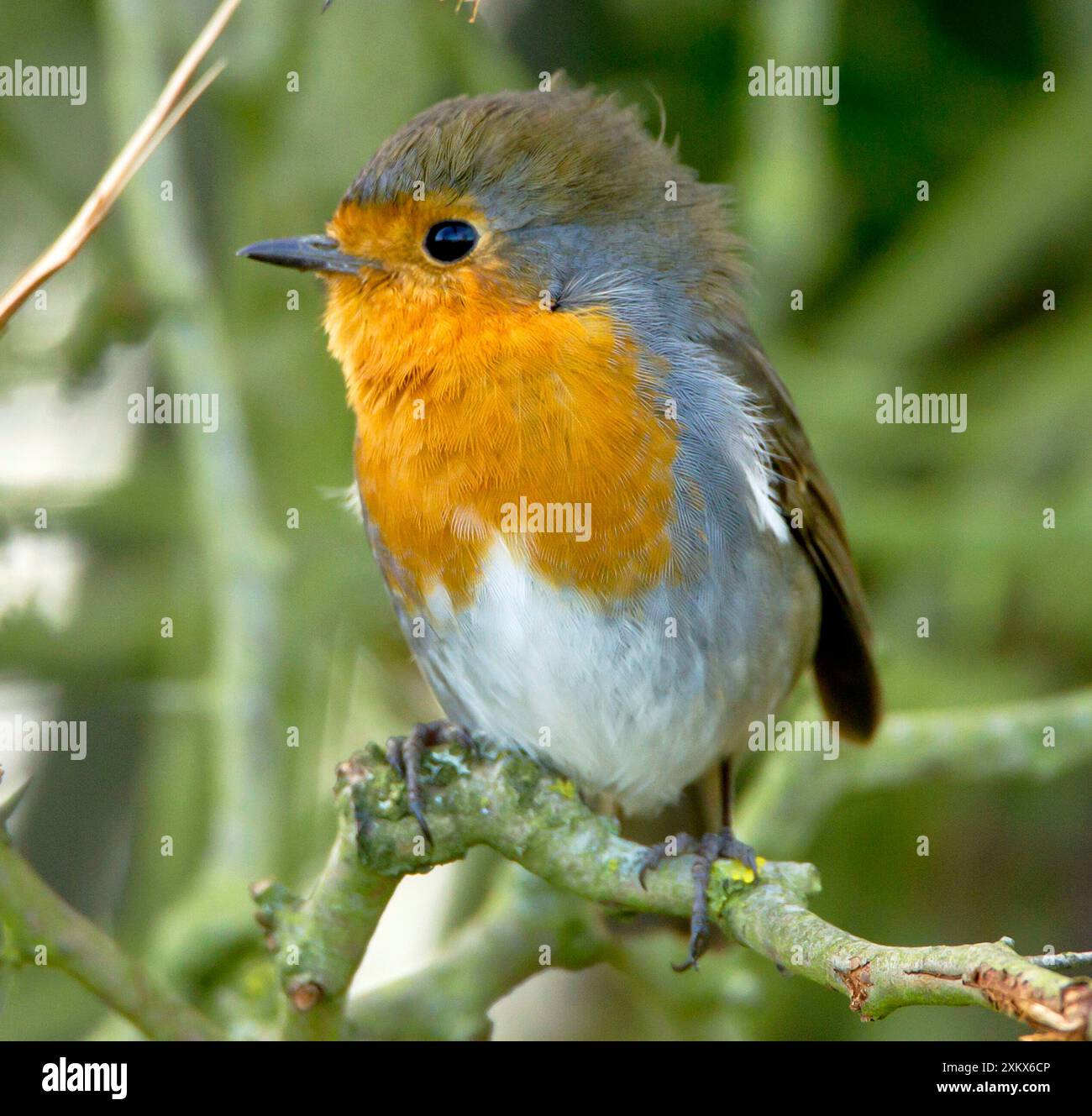 Robin - avec des cheveux punk do - février Banque D'Images