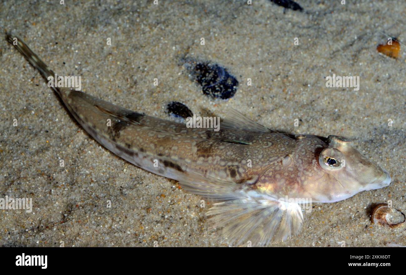 Dragonet commune Banque D'Images