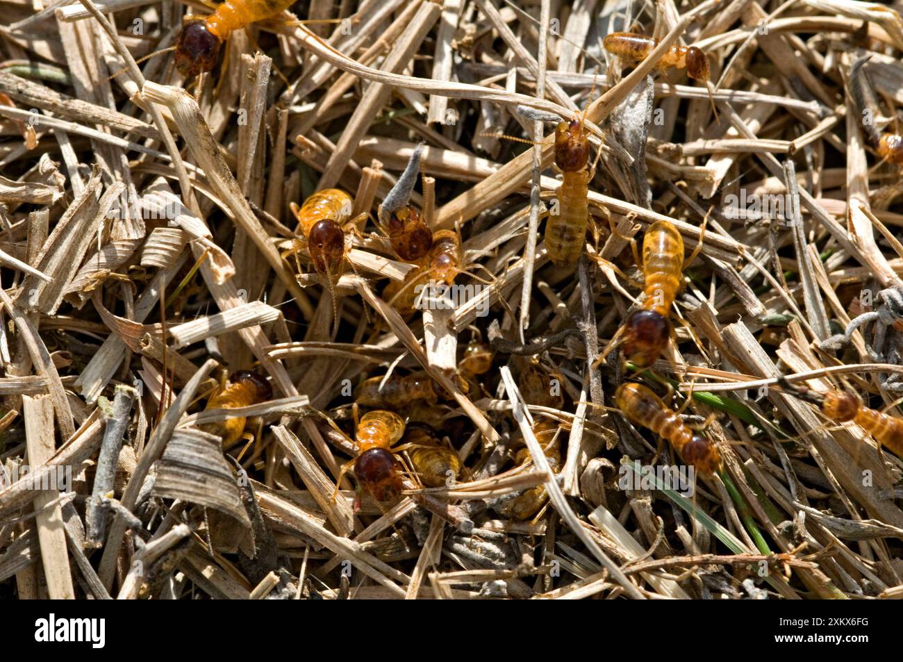 Cueillette de termites Banque D'Images