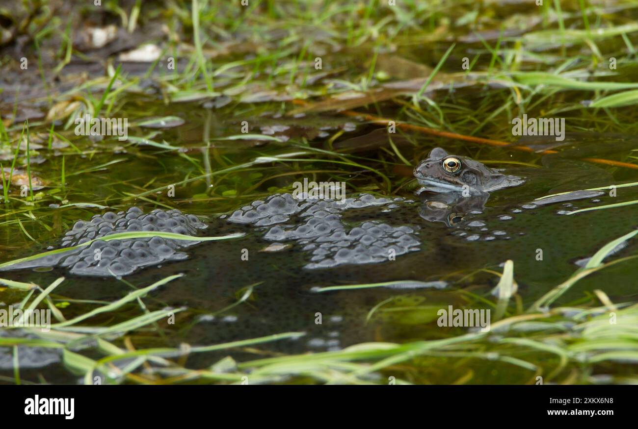 Grenouille commune - avec son frai dans l'étang de jardin - mars Banque D'Images