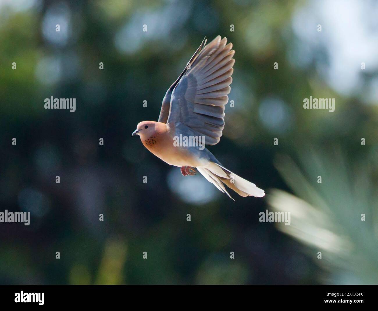 Laughing Dove - en vol Banque D'Images