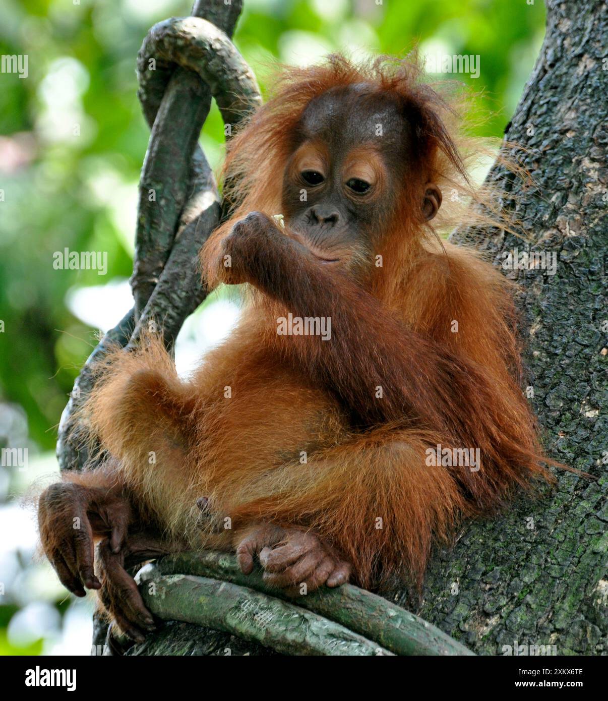 Orang Utan - juvénile Banque D'Images