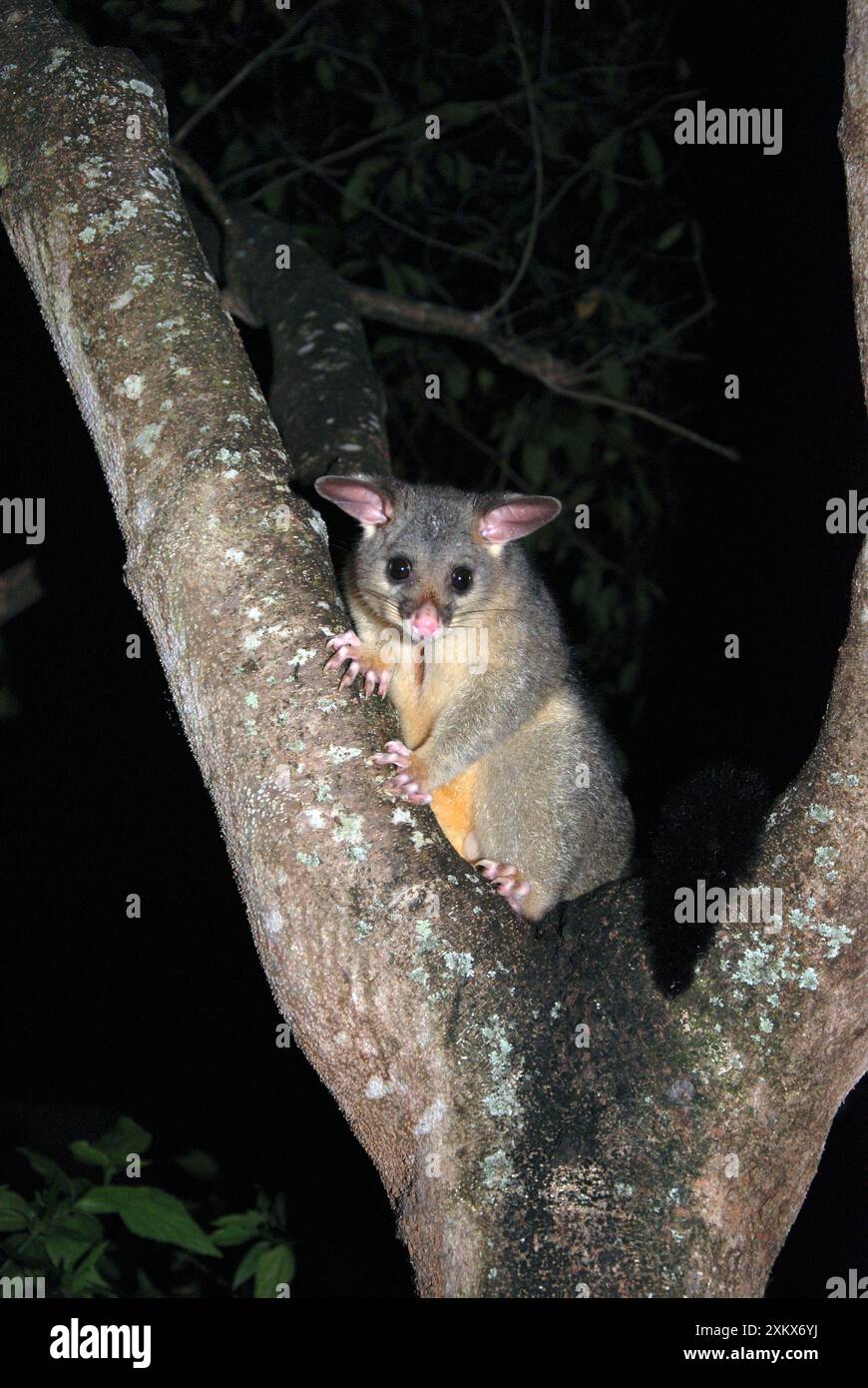 Possum australien - dans l'arbre la nuit Banque D'Images
