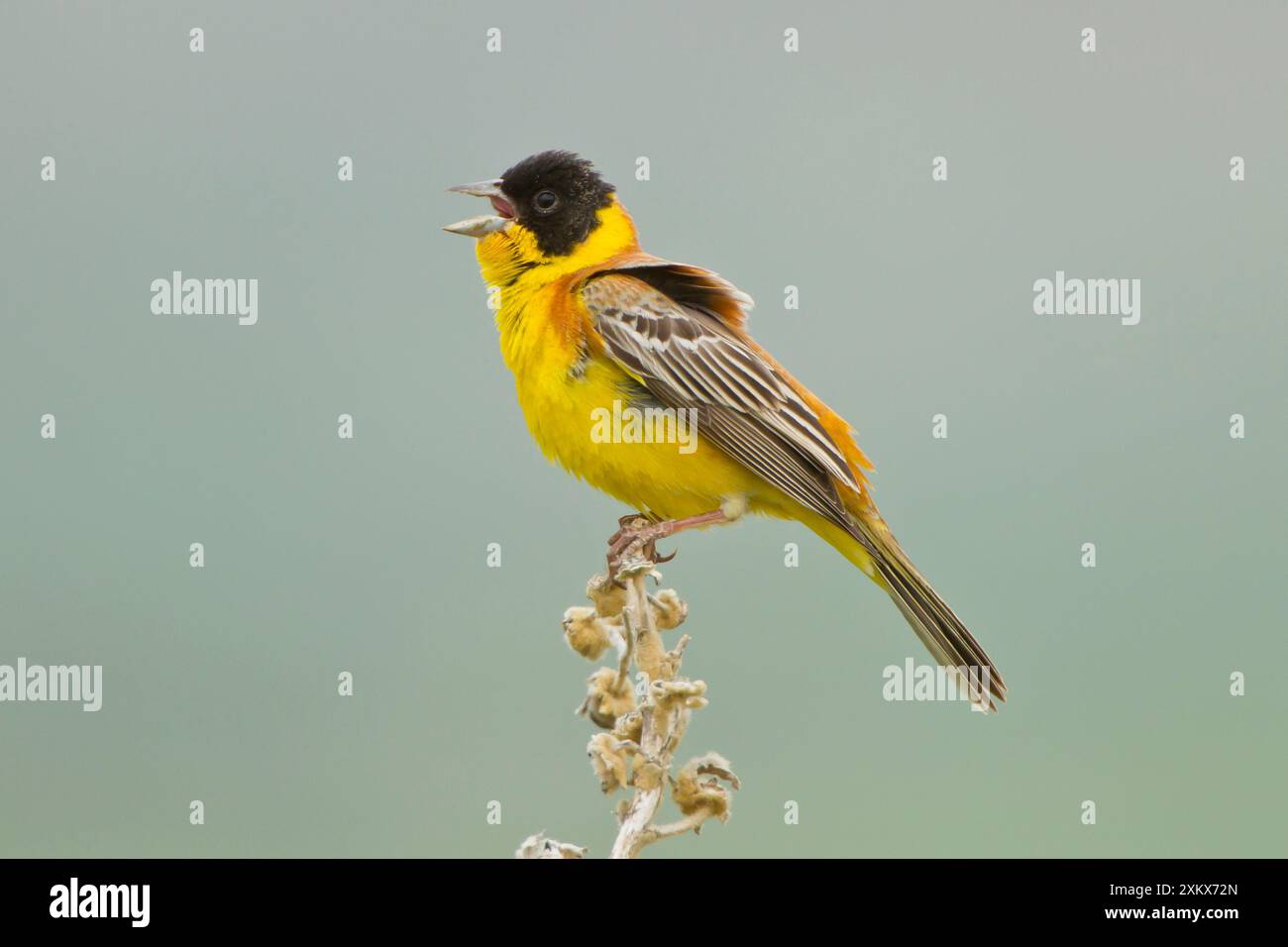 Homme Bunting à tête noire chantant sur le territoire Banque D'Images