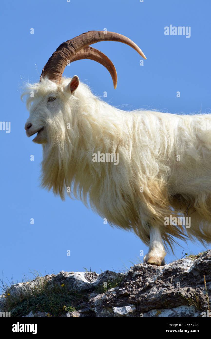 Chèvre sauvage (sauvage), mâle adulte ; tête de Grande Orme,... Banque D'Images