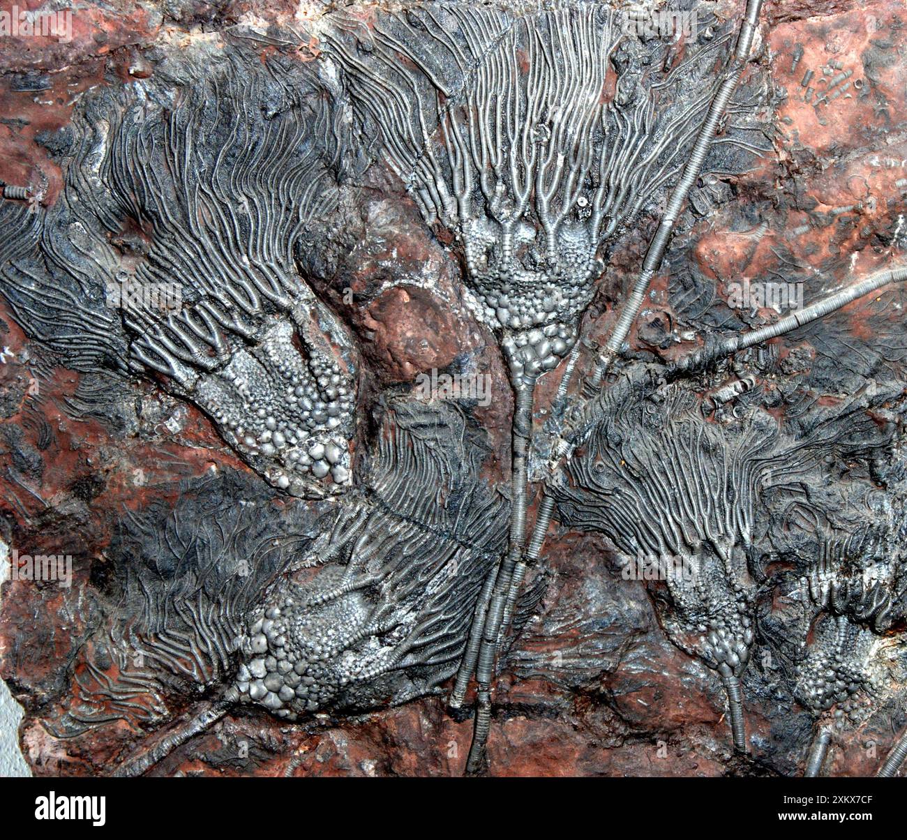 Crinoïdes fossiles Banque D'Images