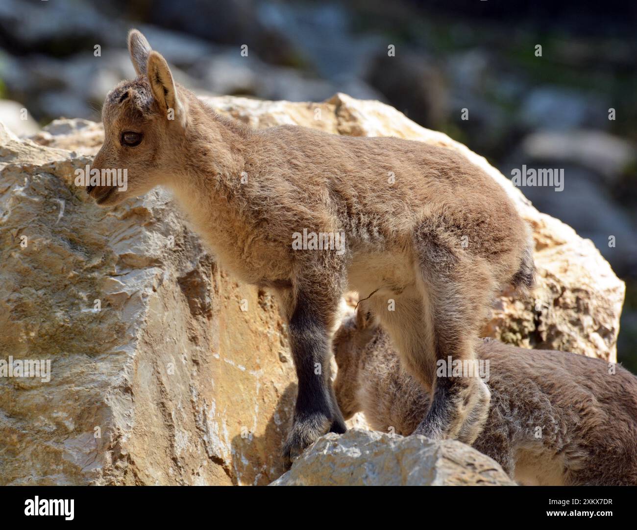 Jeune Ibex sur une pente rocheuse. Montagnes européennes. Banque D'Images