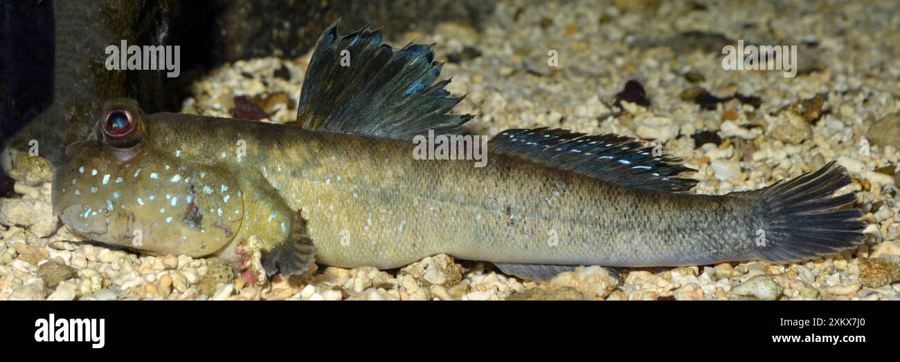 Mudskipper, rivages tropicaux, affichage territorial masculin Banque D'Images