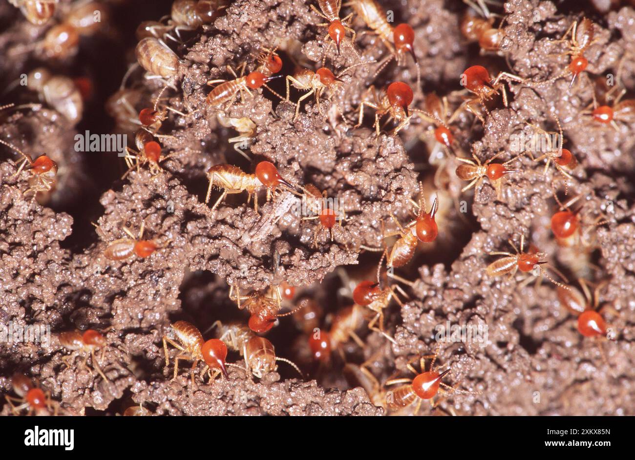 Termites Harvester musqués - soldats Banque D'Images