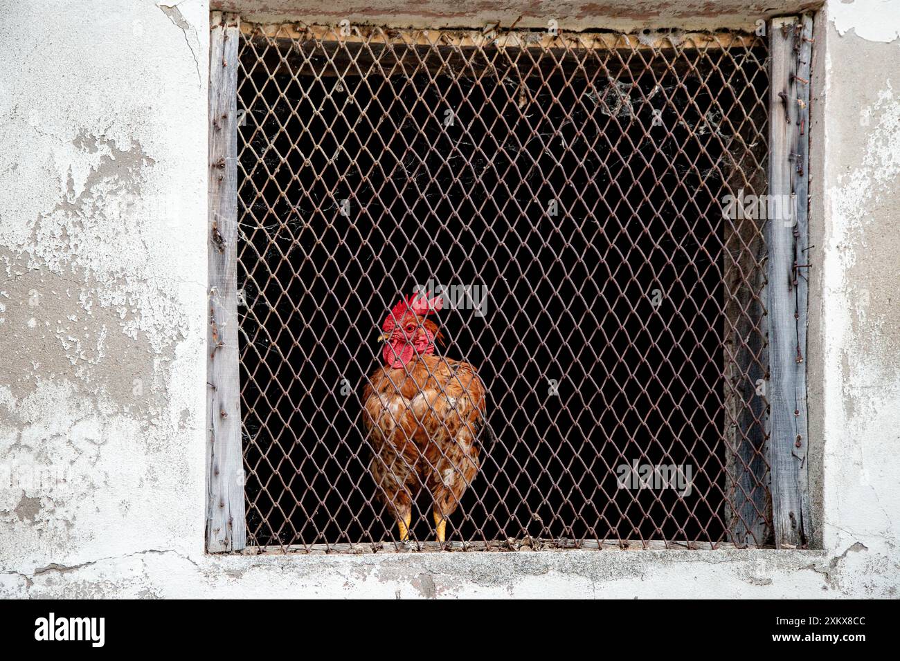 Un coq se tient derrière un treillis métallique dans un vieux cadre de fenêtre usé, regardant avec une crête rouge vif et des plumes Banque D'Images