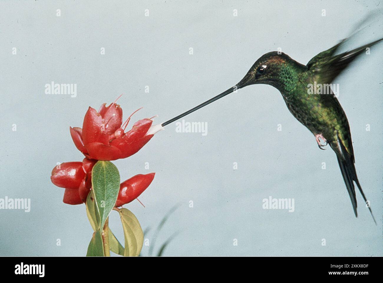 COLIBRI à bec d'épée Banque D'Images