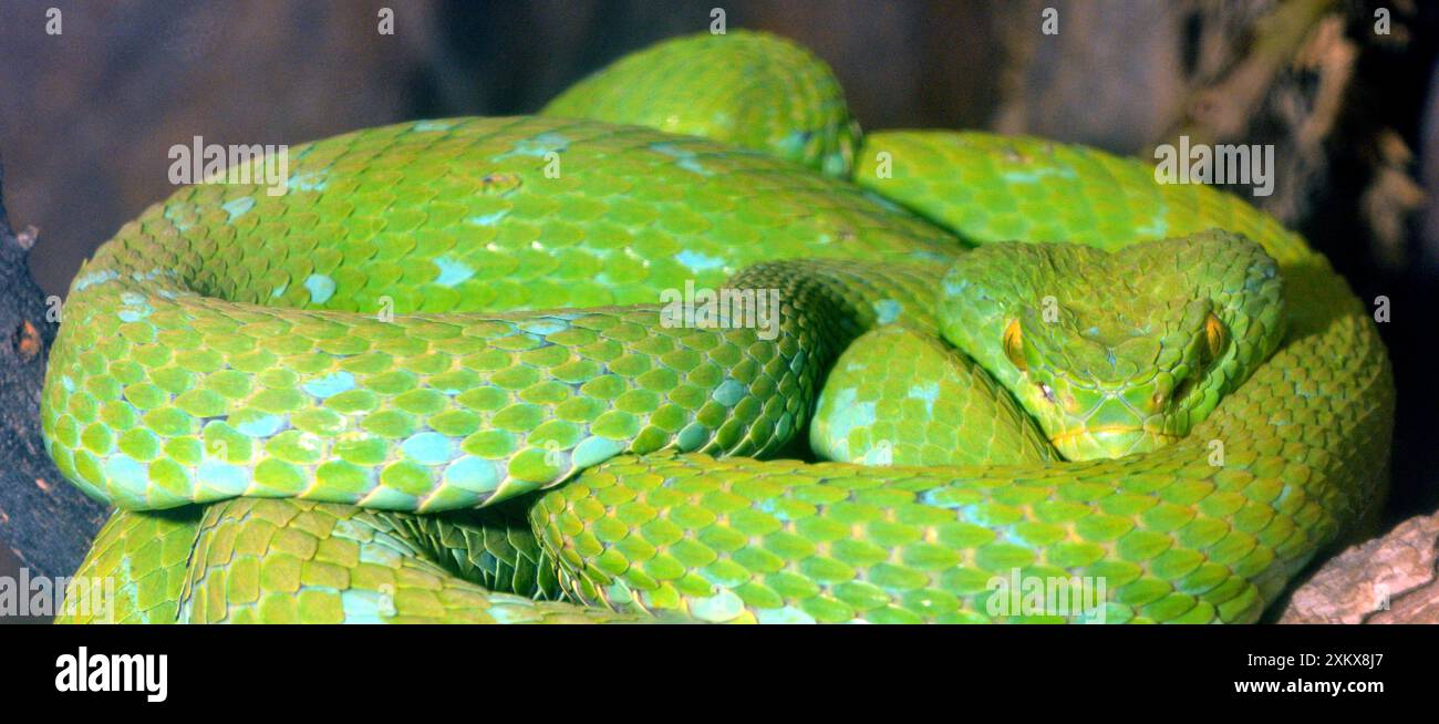 80190049 Rowley's Palm Viiper - un extrêmement rare.... Banque D'Images