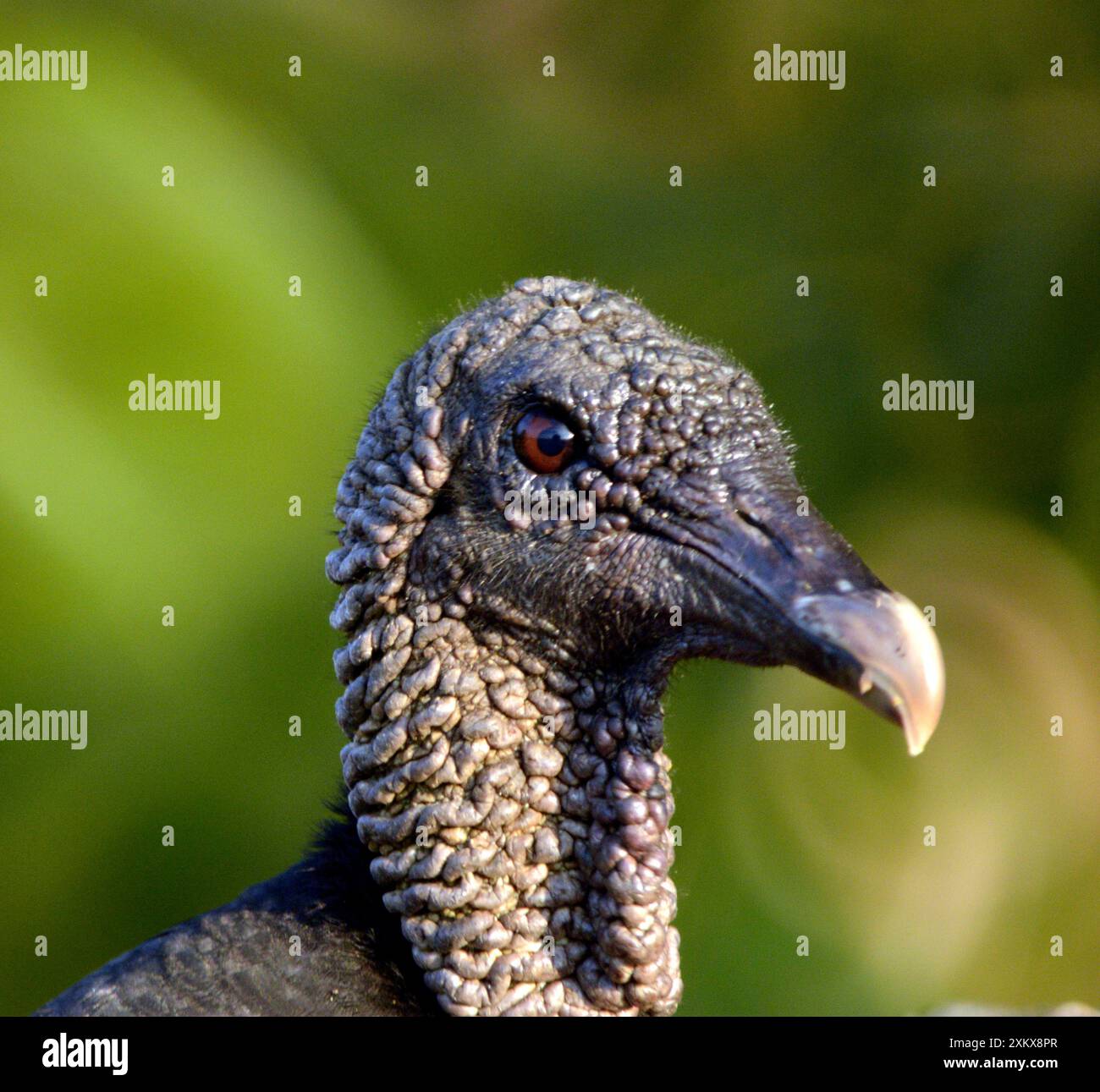 80192997 Vulture noire répandue dans les Amériques.... Banque D'Images