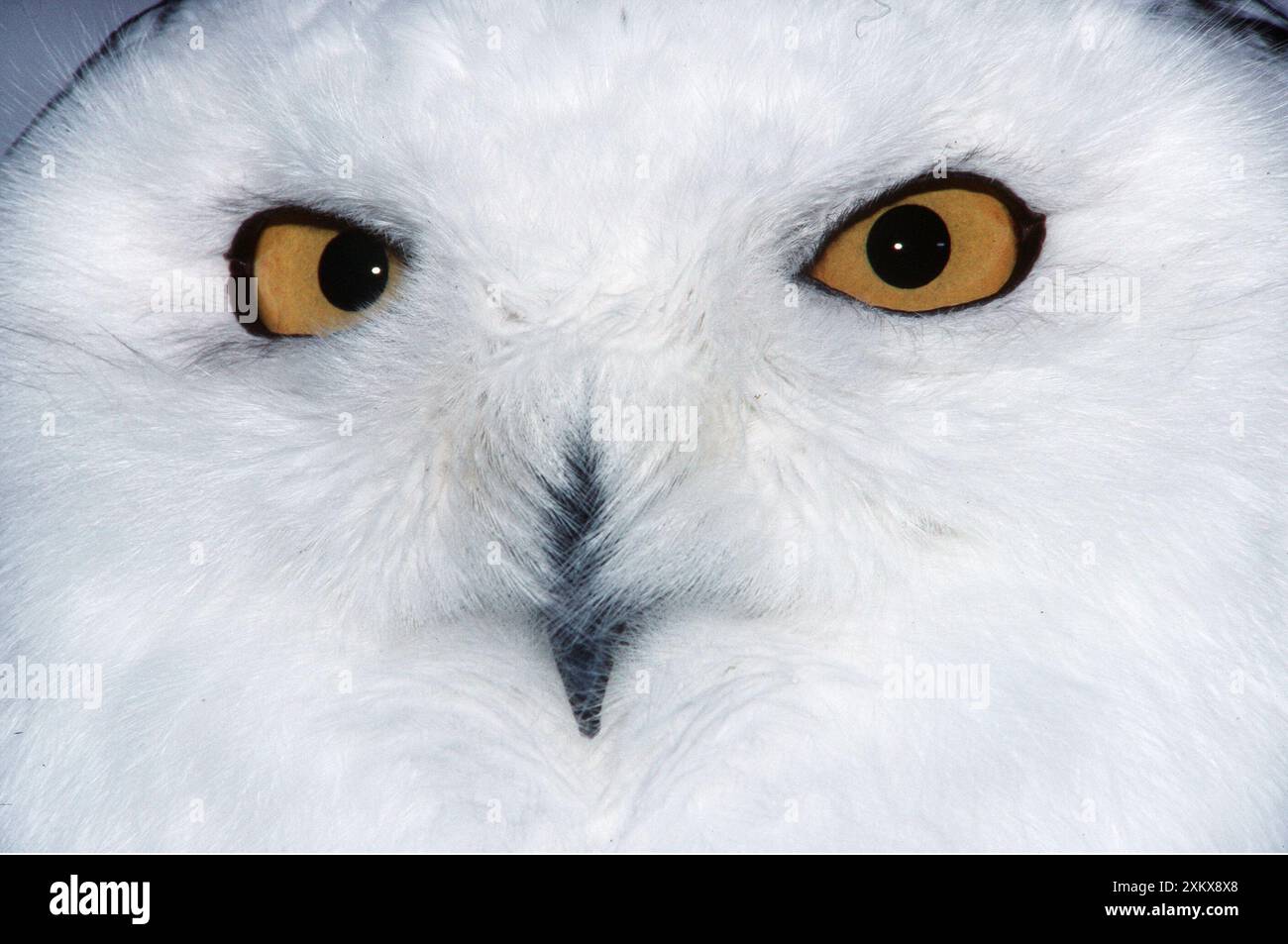 Hibou ENNEIGÉ - gros plan du visage Banque D'Images