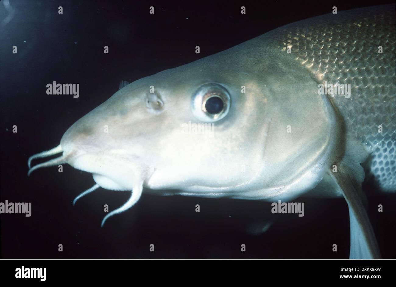 Barbel fish - montrant des palpeurs autour de la bouche Banque D'Images
