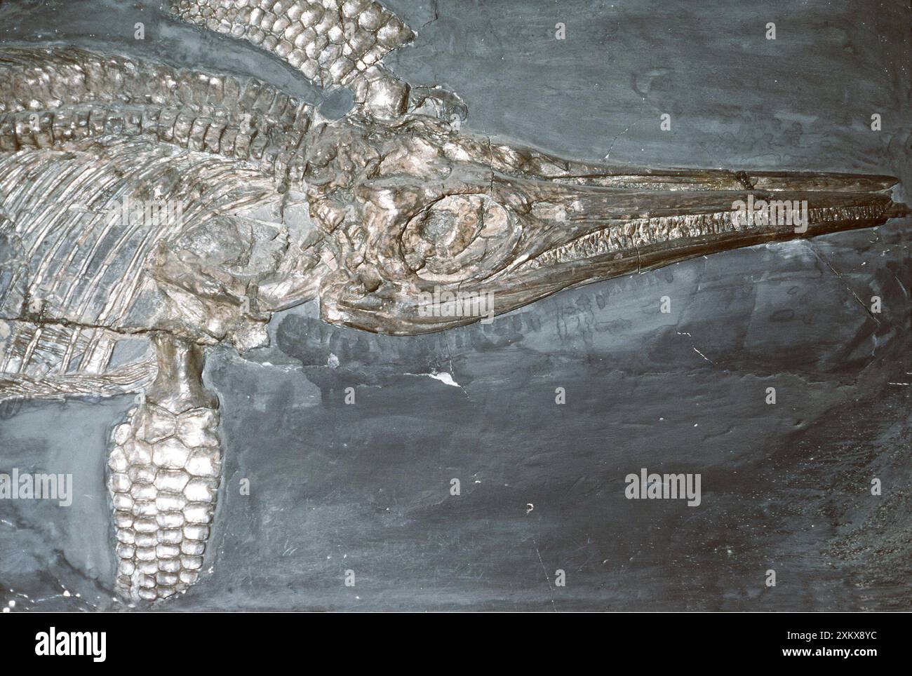 FOSSILE DE dinosaure - Ichthyosaurus quadriscissus, a... Banque D'Images