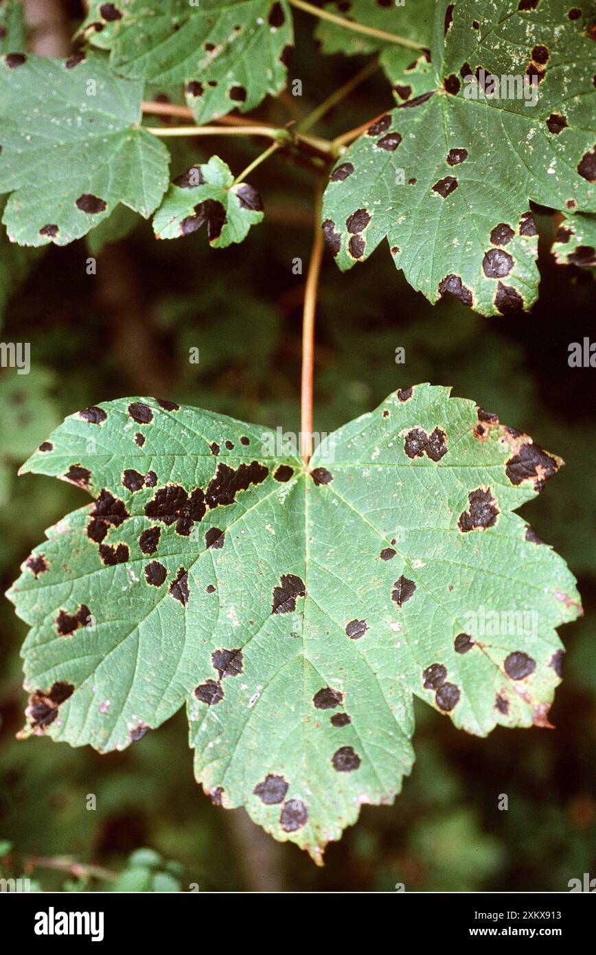 MALADIE - 'tache noire' sur les feuilles de Sycamore Banque D'Images