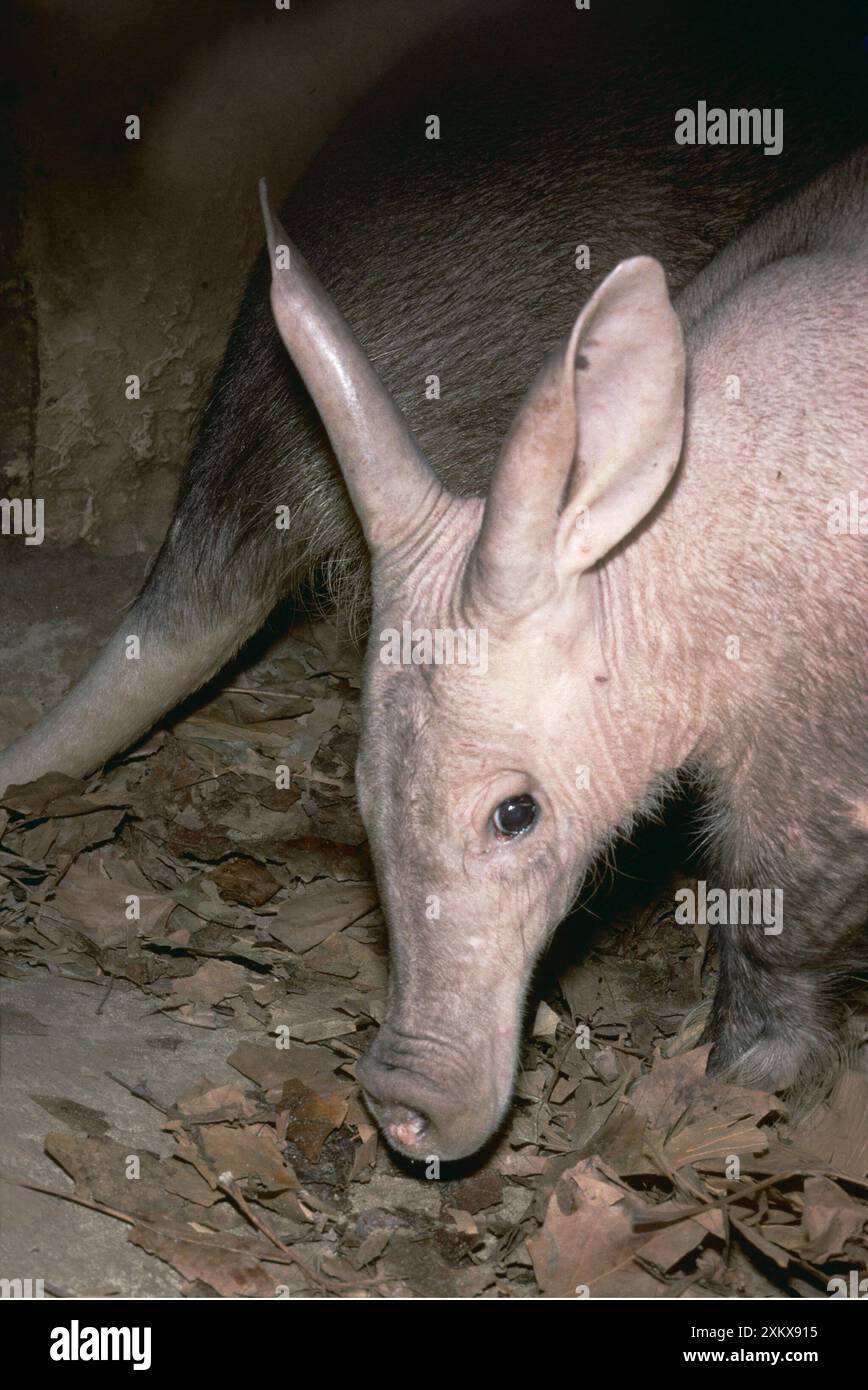 Aardvark - recherche de nourriture dans les sous-bois Banque D'Images