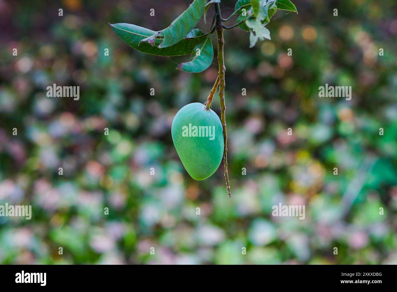 Mangue fraîche non mûre accrochée sur un arbre avec fond de ferme vert Banque D'Images