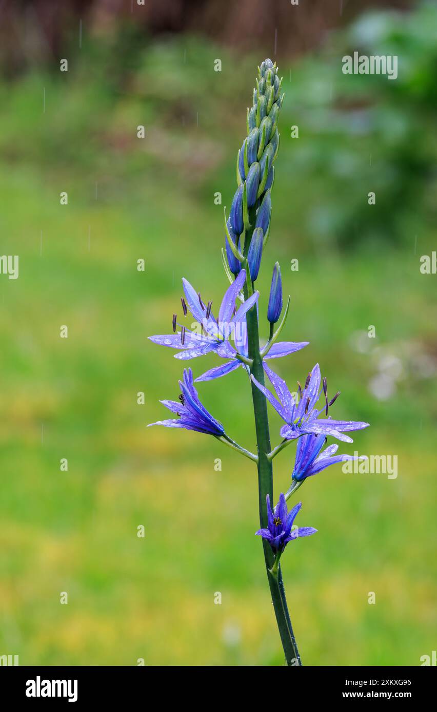 Pointe de fleur de Camassia sp plante de jardin sous la pluie Banque D'Images