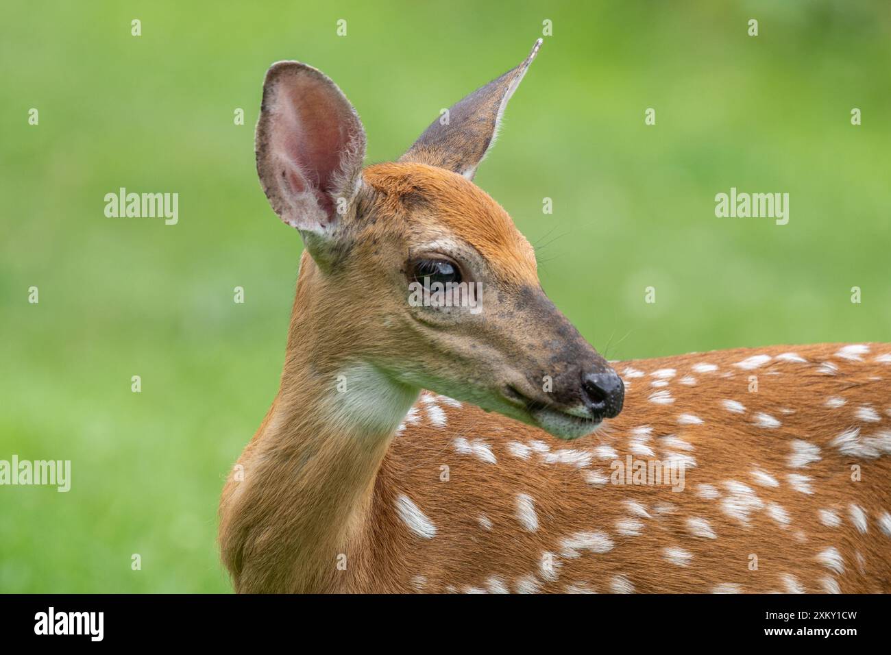 Gros plan de cerfs de Virginie dans un pré d'été Banque D'Images