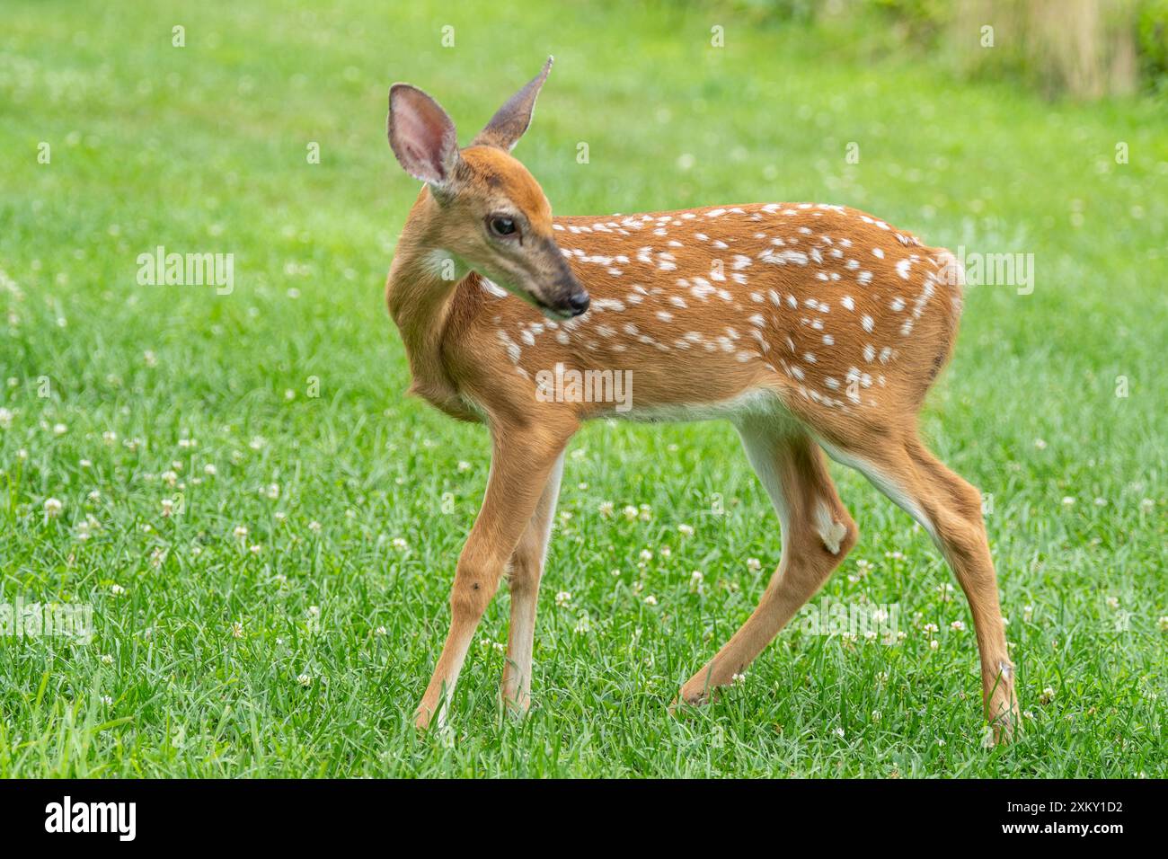 Gros plan de cerfs de Virginie dans un pré d'été Banque D'Images