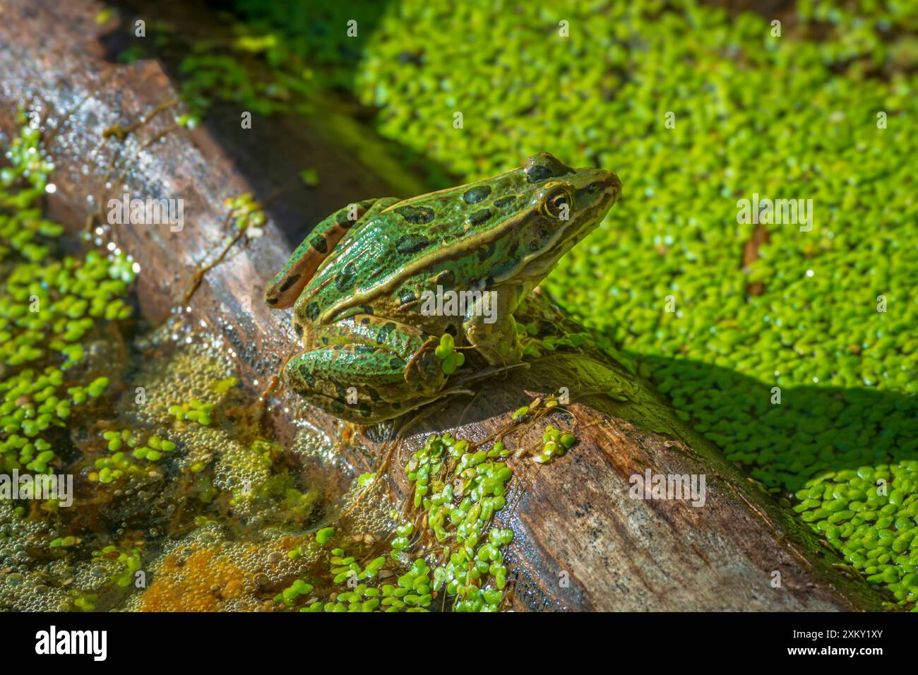 Grenouille léopard (lithobates pipiens), au soleil du matin, se prélasser sur la bûche dans la zone marécageuse des marais, Castle Rock Colorado USA. Photo prise en juillet. Banque D'Images