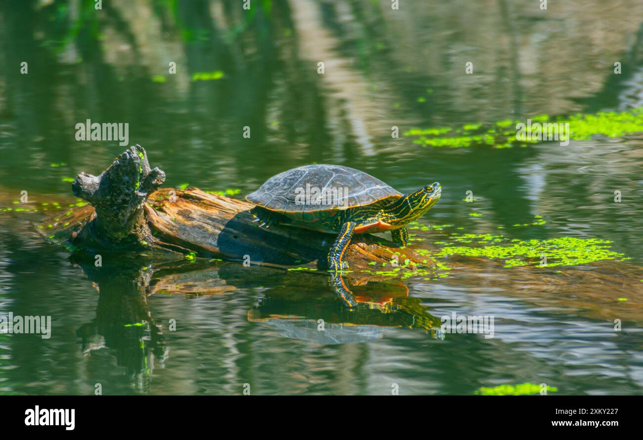 IMAGE- 7202881 Tortue peinte de l'Ouest (Chrysemys picta bellii), se prélasser dans la lumière du soleil du matin sur la bûche dans la zone marécageuse des marais, Castle Rock Colorado USA. Banque D'Images