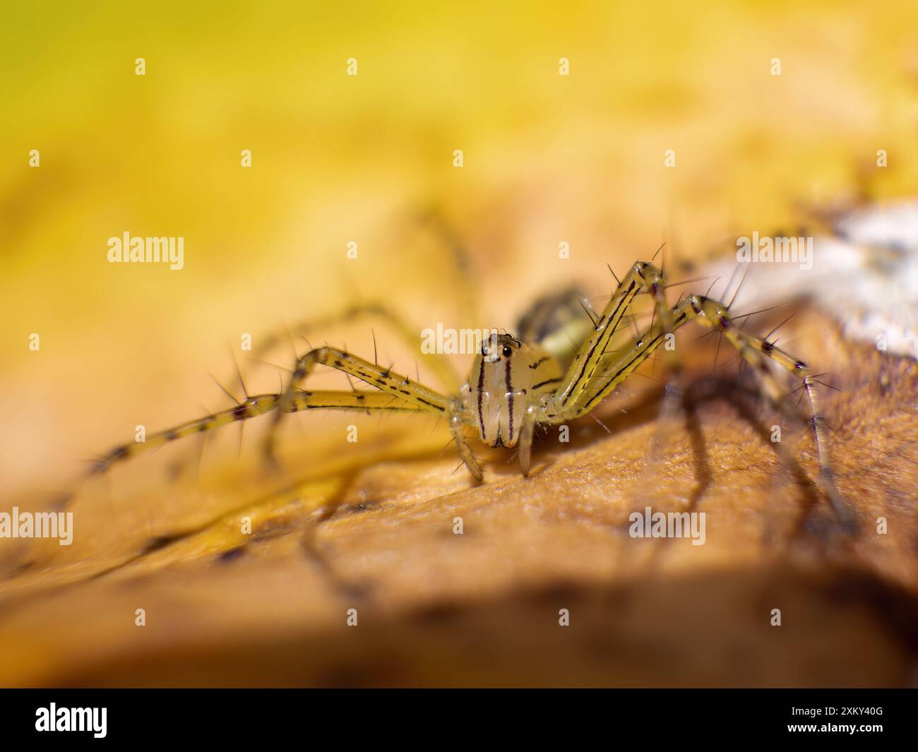 Macrophotographie d'une araignée lynx sur une feuille, tôt le matin, dans un jardin près de la ville coloniale de Villa de Leyva dans le centre de la Colombie. Banque D'Images