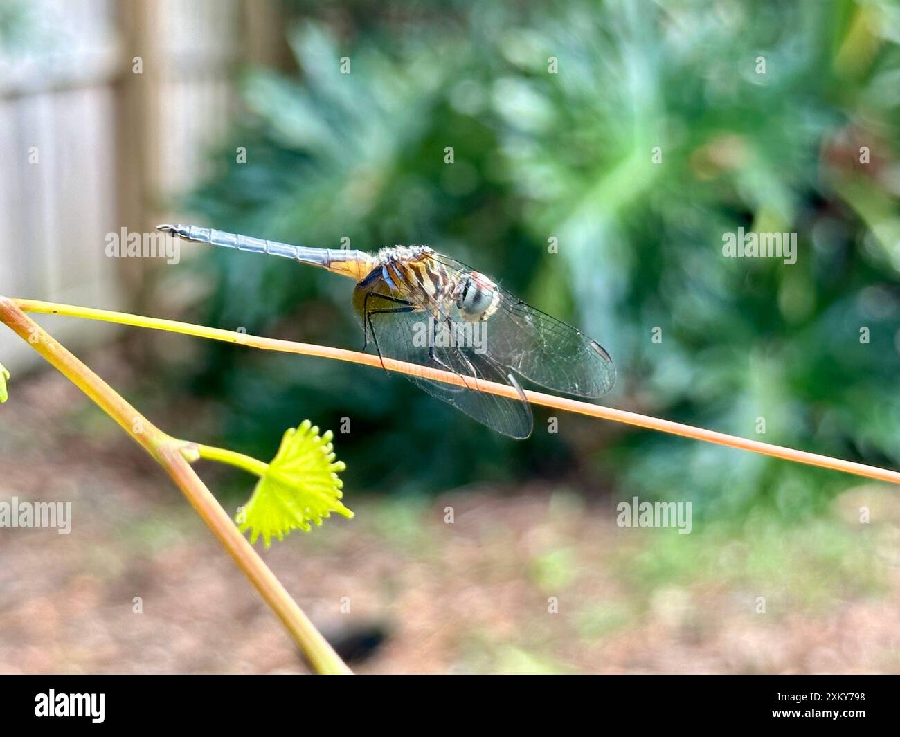 Une libellule rayée Patchydiplax regarde à travers ses ailes à la caméra, perchée sur une branche de brousse mince à Altamonte Springs, en Floride. Banque D'Images