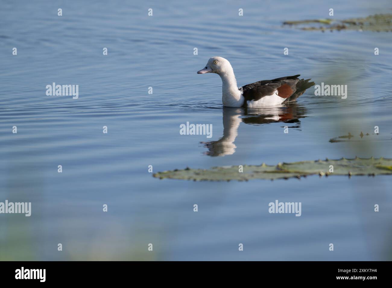 Un canard de Radjah nage le long d'un trou d'eau de marais scrutant continuellement les berges à la recherche de menaces possibles pour son site de nidification. Banque D'Images