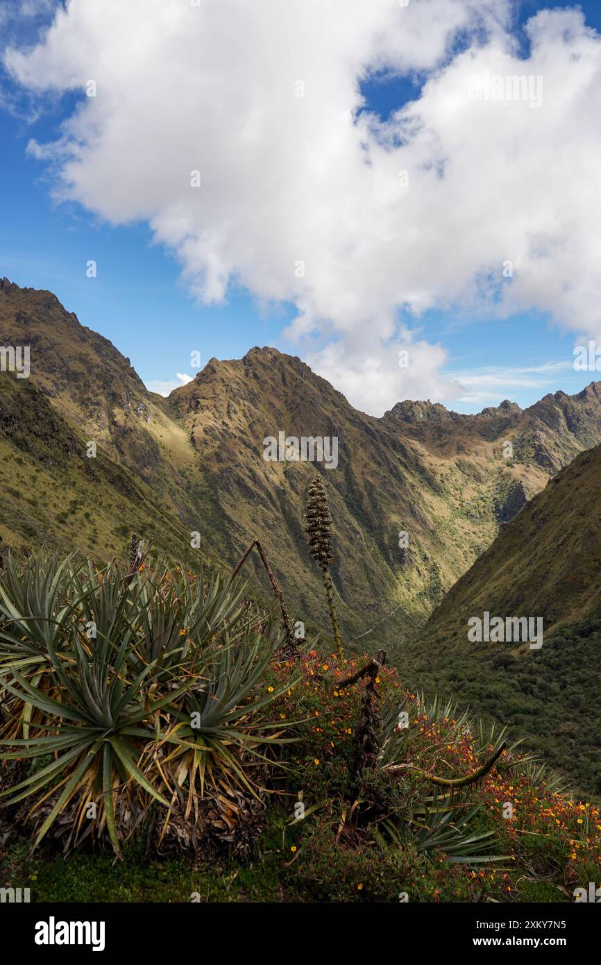 Faune et flore du sentier Inka, Cusco, Pérou Banque D'Images