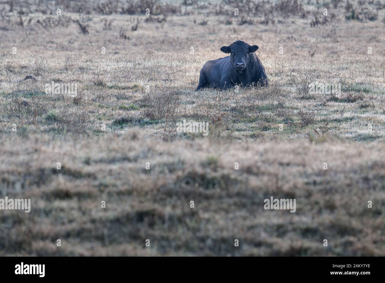 Un taureau Angus seul est couché sur un paddock couvert de gel et herbeux attendant que la chaleur du soleil du matin atteigne le champ à flanc de colline. Banque D'Images
