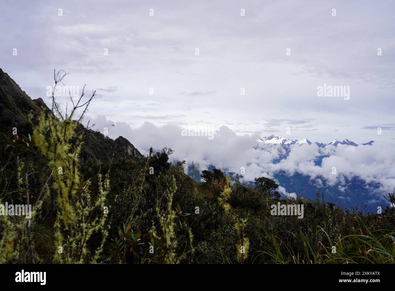 Forêt des nuages, Inka Trail, Cusco, Pérou Banque D'Images