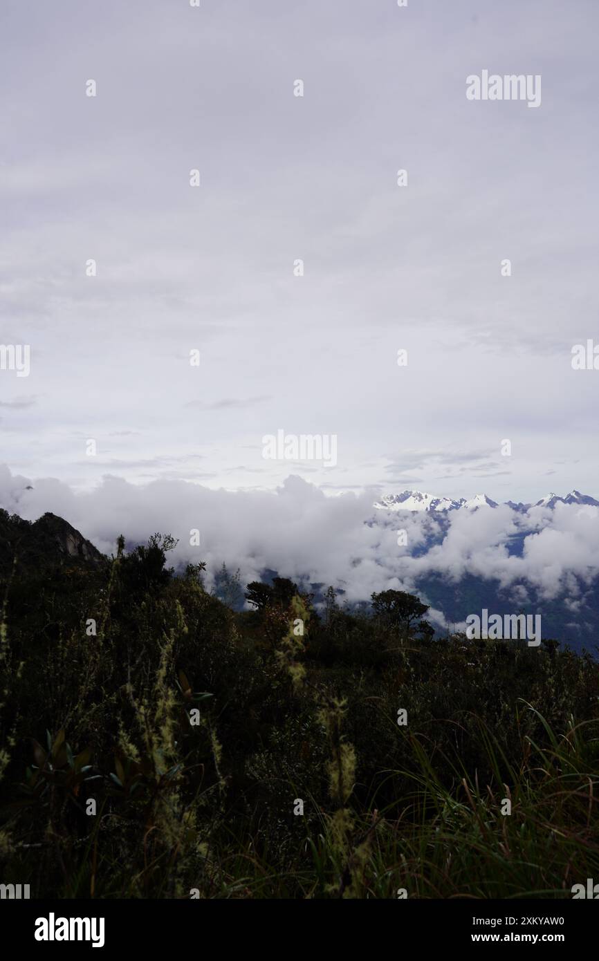 Forêt des nuages, Inka Trail, Cusco, Pérou Banque D'Images