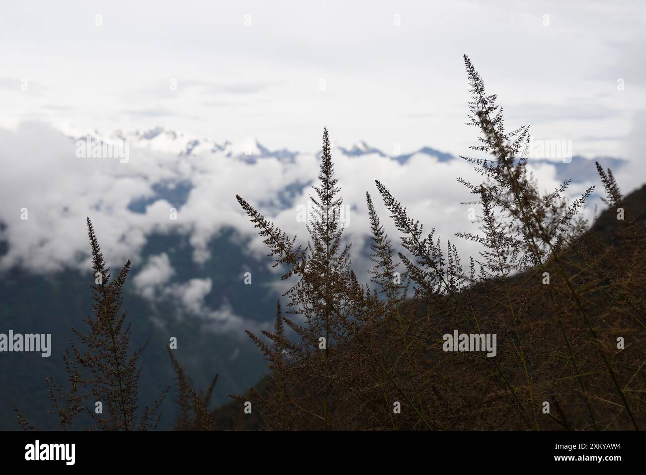 Forêt des nuages, Inka Trail, Cusco, Pérou Banque D'Images