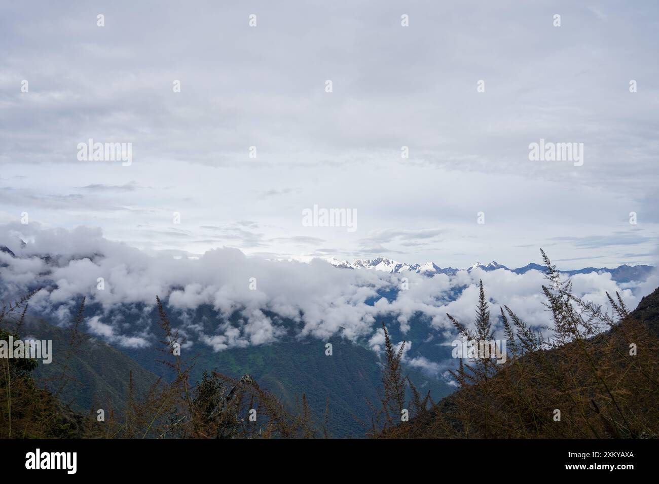 Forêt des nuages, Inka Trail, Cusco, Pérou Banque D'Images
