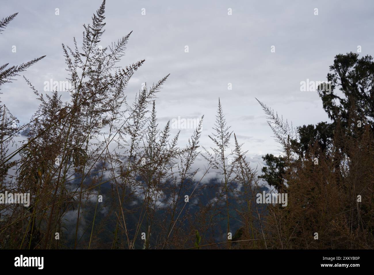 Forêt des nuages, Inka Trail, Cusco, Pérou Banque D'Images