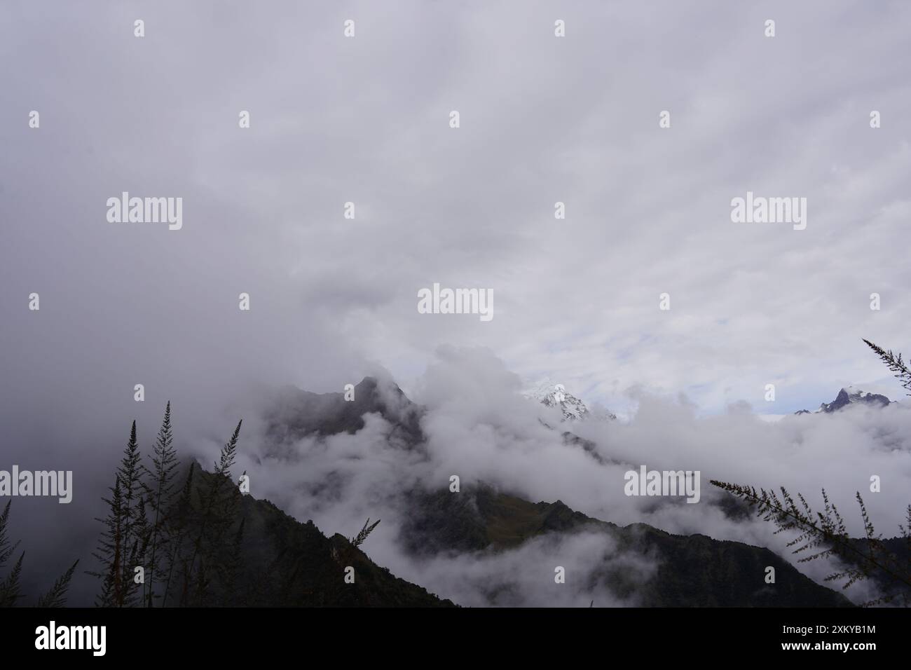Forêt des nuages, Inka Trail, Cusco, Pérou Banque D'Images