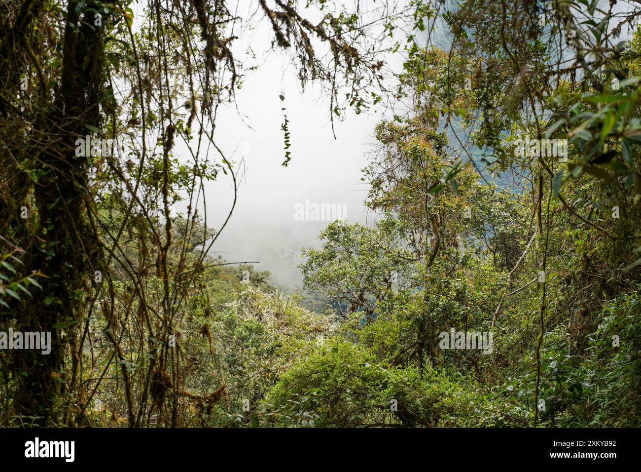 Forêt des nuages, Inka Trail, Cusco, Pérou Banque D'Images