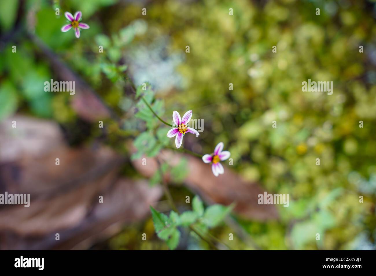Aiguilles espagnoles ou Bidens alba Flower, Inka Trail, Cusco, Pérou Banque D'Images