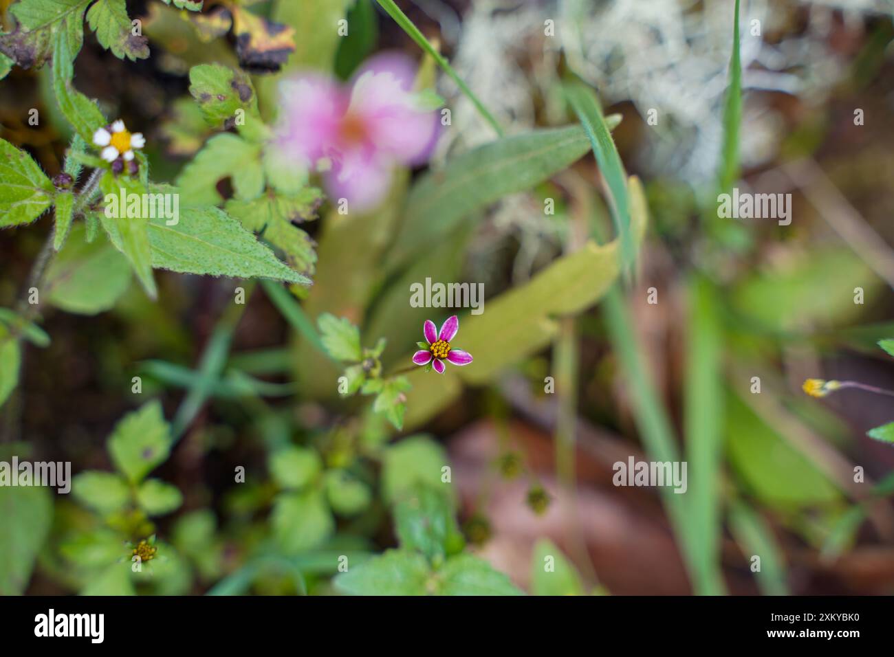 Aiguilles espagnoles ou Bidens alba Flower, Inka Trail, Cusco, Pérou Banque D'Images