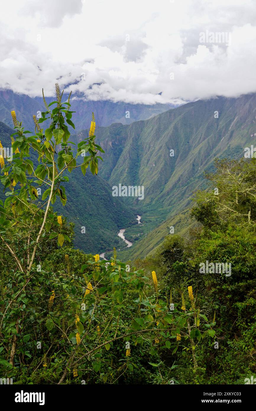 Abatia sur le sentier Inka, Cusco, Pérou Banque D'Images