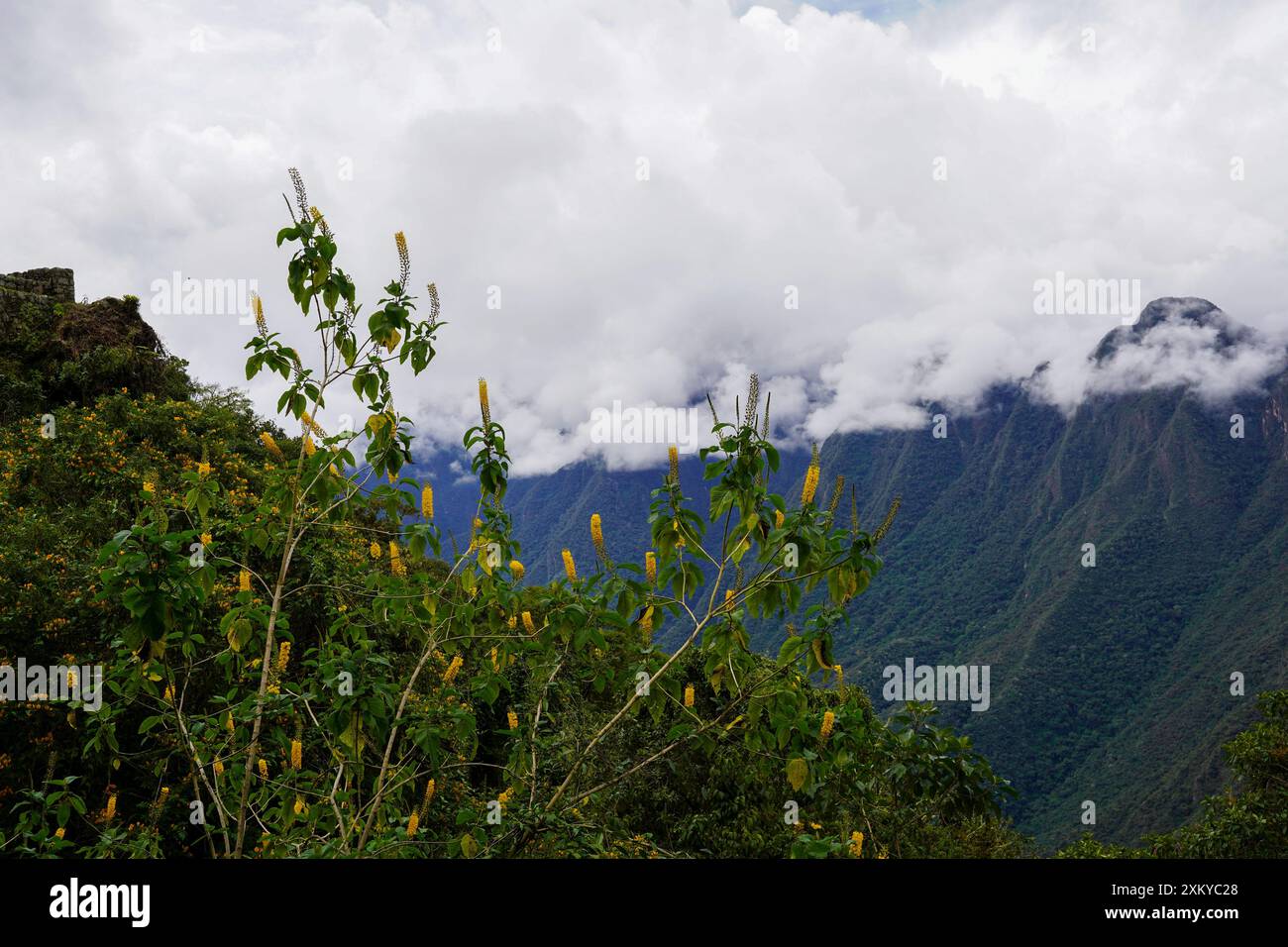 Abatia sur le sentier Inka, Cusco, Pérou Banque D'Images