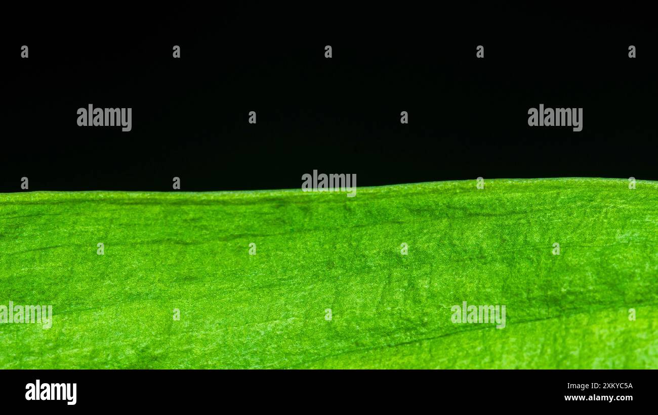 Texture de feuille verte montrant des veines formant un motif naturel, gros plan plein format pour les arrière-plans. Banque D'Images