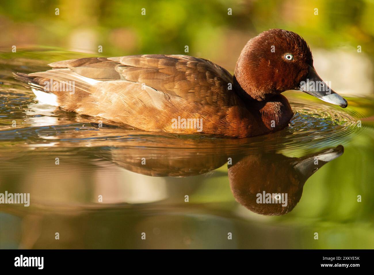 Le canard à tête dure, également connu sous le nom de canard aux yeux blancs, est le seul véritable canard plongeur trouvé en Australie Banque D'Images